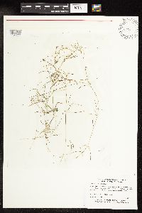 Potamogeton strictifolius image