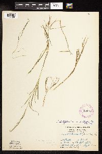 Potamogeton strictifolius image