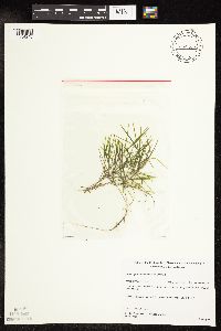 Potamogeton strictifolius image