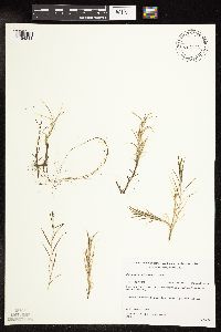 Potamogeton strictifolius image