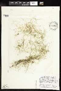 Potamogeton vaseyi image
