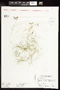 Potamogeton vaseyi image