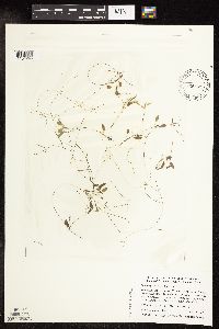 Potamogeton vaseyi image