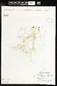 Potamogeton vaseyi image