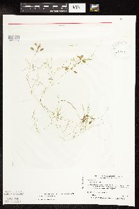 Potamogeton vaseyi image
