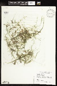 Potamogeton vaseyi image