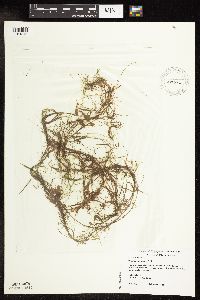Potamogeton vaseyi image