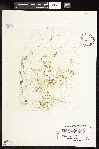 Potamogeton vaseyi image