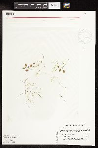 Potamogeton vaseyi image