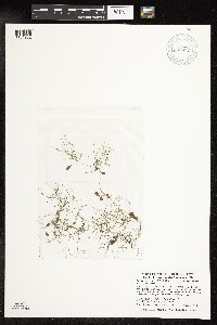 Potamogeton vaseyi image