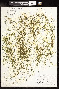 Potamogeton vaseyi image