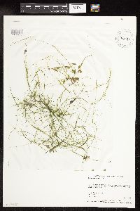 Potamogeton vaseyi image