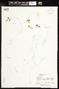 Potamogeton vaseyi image