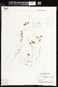 Potamogeton vaseyi image