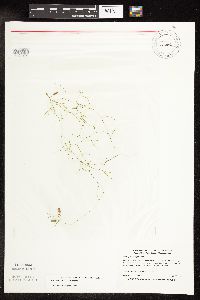 Potamogeton vaseyi image