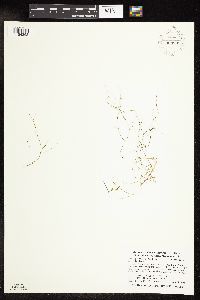 Potamogeton vaseyi image