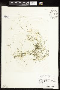 Potamogeton vaseyi image