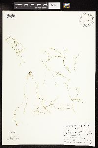 Potamogeton vaseyi image