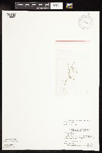 Potamogeton vaseyi image