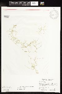 Potamogeton vaseyi image