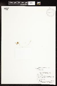 Potamogeton vaseyi image