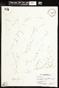 Potamogeton vaseyi image