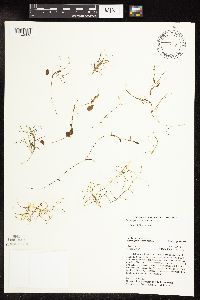 Potamogeton vaseyi image