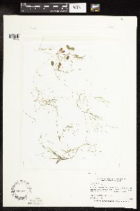Potamogeton vaseyi image