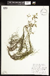 Potamogeton vaseyi image