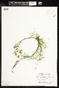 Potamogeton vaseyi image