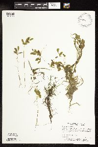 Potamogeton vaseyi image