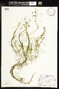 Potamogeton vaseyi image