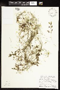Potamogeton vaseyi image