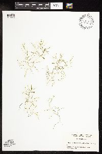 Potamogeton vaseyi image