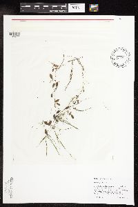 Potamogeton vaseyi image