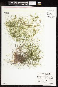 Potamogeton vaseyi image