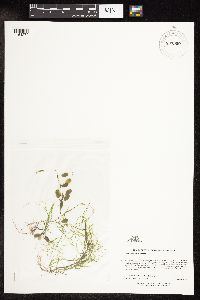 Potamogeton vaseyi image