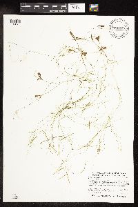 Potamogeton vaseyi image