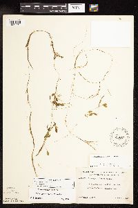 Potamogeton vaseyi image