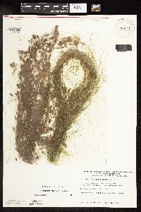 Potamogeton vaseyi image