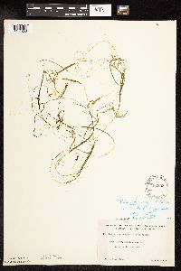 Potamogeton vaseyi image