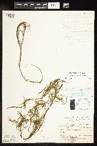 Potamogeton vaseyi image