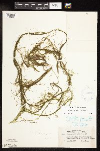 Potamogeton vaseyi image