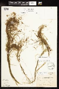 Potamogeton vaseyi image