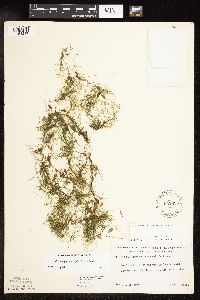 Potamogeton vaseyi image