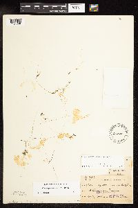 Potamogeton vaseyi image