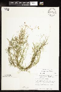 Potamogeton vaseyi image