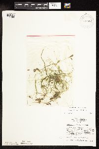 Potamogeton vaseyi image