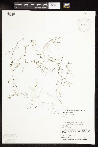 Potamogeton vaseyi image