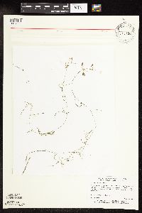 Potamogeton vaseyi image